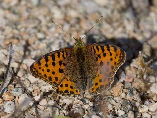 <h3>Issoria&nbsp;lathonia / Queen&nbsp;of&nbsp;spain&nbsp;fritillary / Kleine&nbsp;parelmoervlinder</h3>OM-1 Mark II met OLYMPUS M.150-400mm F4.5 TC, 1/2000 sec  bij F5.6, ISO 250, afstand 2.58&nbsp;m